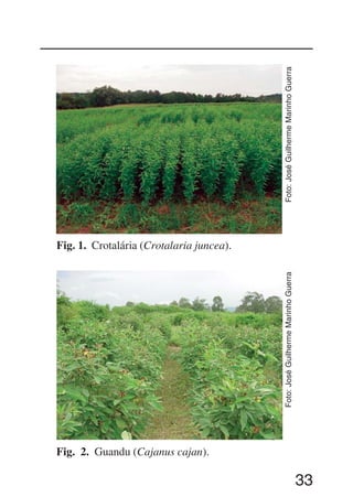 33
Fig. 1. Crotalária (Crotalaria juncea).
Foto:JoséGuilhermeMarinhoGuerraFoto:JoséGuilhermeMarinhoGuerra
Fig. 2. Guandu (Cajanus cajan).
 