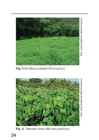 34
Fig. 3. Ervilhaca-comum (Vicia sativa).
Fig. 4. Mucuna-cinza (Mucuna pruriens).
Foto:JoséGuilhermeMarinhoGuerraFoto:JoséGuilhermeMarinhoGuerra
 