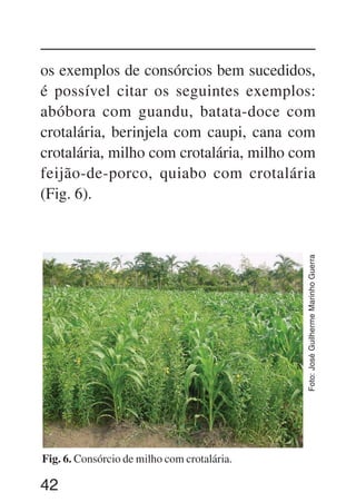42
Fig. 6. Consórcio de milho com crotalária.
Foto:JoséGuilhermeMarinhoGuerra
os exemplos de consórcios bem sucedidos,
é possível citar os seguintes exemplos:
abóbora com guandu, batata-doce com
crotalária, berinjela com caupi, cana com
crotalária, milho com crotalária, milho com
feijão-de-porco, quiabo com crotalária
(Fig. 6).
 