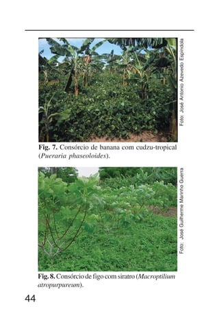 44
Fig. 8. Consórcio de figo com siratro (Macroptilium
atropurpureum).
Foto:JoséGuilhermeMarinhoGuerra
Fig. 7. Consórcio de banana com cudzu-tropical
(Pueraria phaseoloides).
Foto:JoséAntonioAzevedoEspíndola
 