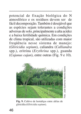 46
Fig. 9. Cultivo de hortaliças entre aléias de
gliricídia (Gliricidia sepium).
Foto:JoséGuilhermeMarinhoGuerra
potencial de fixação biológica do N
atmosférico e os resíduos devem ser de
fácil decomposição.Também é desejável que
as espécies sejam tolerantes a condições
adversas de solo, principalmente a alta acidez
e a baixa fertilidade química. Em condições
de clima tropical, são utilizadas com maior
freqüência nesse sistema de manejo:
(Gliricidia sepium), caliandra (Calliandra
spp.), eritrina (Erythrina spp.), guandu
(Cajanus cajan), entre outras (Fig. 9 e 10).
 