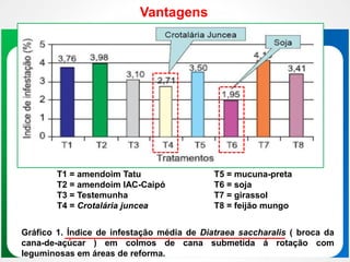 Gráfico 1. Índice de infestação média de Diatraea saccharalis ( broca da
cana-de-açúcar ) em colmos de cana submetida á rotação com
leguminosas em áreas de reforma.
T1 = amendoim Tatu
T2 = amendoim IAC-Caipó
T3 = Testemunha
T4 = Crotalária juncea
T5 = mucuna-preta
T6 = soja
T7 = girassol
T8 = feijão mungo
Vantagens
 