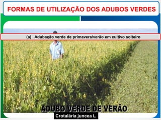 FORMAS DE UTILIZAÇÃO DOS ADUBOS VERDES
Crotalária juncea L
(a) Adubação verde de primavera/verão em cultivo solteiro
 