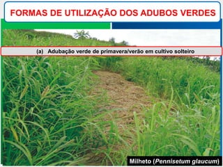 FORMAS DE UTILIZAÇÃO DOS ADUBOS VERDES
(a) Adubação verde de primavera/verão em cultivo solteiro
Milheto (Pennisetum glaucum)
 