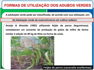 FORMAS DE UTILIZAÇÃO DOS ADUBOS VERDES
A adubação verde pode ser classificada, de acordo com sua utilização, em:
(b) Adubação verde de outono/inverno em cultivo solteiro
Araújo & Almeida (1993) utilizando feijão de porco (leguminosa)
constataram um aumento da produção de grãos de milho de forma
similar à adição de 80 kg de N/ha na forma de ureia.
Feijão de porco (canavalia enziformes)
 
