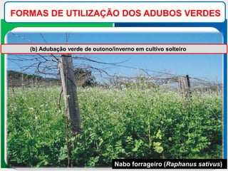 FORMAS DE UTILIZAÇÃO DOS ADUBOS VERDES
(b) Adubação verde de outono/inverno em cultivo solteiro
Nabo forrageiro (Raphanus sativus)
 