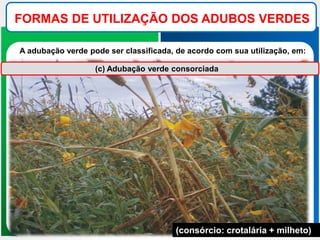 FORMAS DE UTILIZAÇÃO DOS ADUBOS VERDES
A adubação verde pode ser classificada, de acordo com sua utilização, em:
(c) Adubação verde consorciada
(consórcio: crotalária + milheto)
 