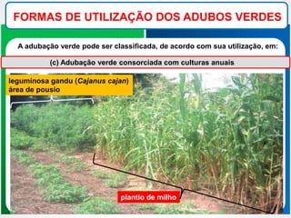 FORMAS DE UTILIZAÇÃO DOS ADUBOS VERDES
A adubação verde pode ser classificada, de acordo com sua utilização, em:
(c) Adubação verde consorciada com culturas anuais
plantio de milho
leguminosa gandu (Cajanus cajan)
área de pousio
 