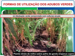 FORMAS DE UTILIZAÇÃO DOS ADUBOS VERDES
(c) Adubação verde consorciada com culturas anuais
Plantio direto de milho sobre palha de gandu (Cajanus cajan)
 