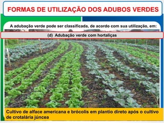 FORMAS DE UTILIZAÇÃO DOS ADUBOS VERDES
A adubação verde pode ser classificada, de acordo com sua utilização, em:
(d) Adubação verde com hortaliças
Cultivo de alface americana e brócolis em plantio direto após o cultivo
de crotalária júncea
 