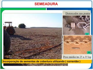 SEMEADURA
Incorporação de sementes de cobertura utilizando ( correntão )
 