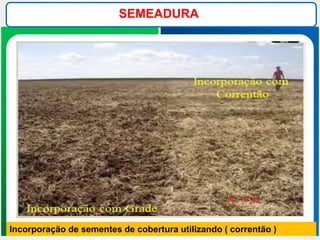 SEMEADURA
Incorporação de sementes de cobertura utilizando ( correntão )
 