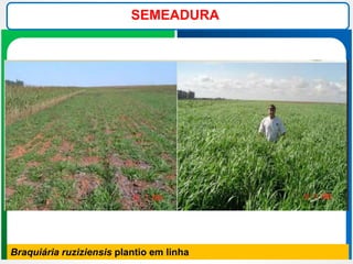 SEMEADURA
Braquiária ruziziensis plantio em linha
 