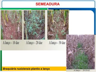 SEMEADURA
Braquiária ruziziensis plantio a lanço
 