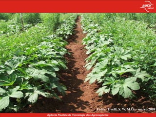 Aumento da biodiversidade e do lucro na propriedade.Adubação Verde