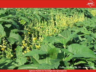 Adubação VerdeLIMITAÇÕESDesconhecimento (prática agrícola, plantas e época de plantio mais adequada)