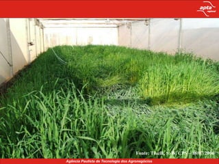 Falta de sementes e preço elevado