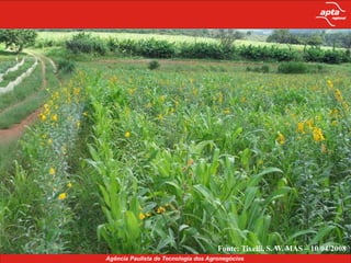 Ciclo longo de algumas espécies