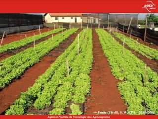 Fonte: Tivelli, S. W. SR – março/2009