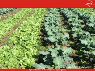 Fonte: Tivelli, S. W. CPS – 15/11/2006