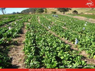 Fonte: Tivelli, S. W. CPS – 18/07/2006