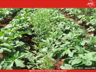 Manutenção da matéria orgânica do solo;