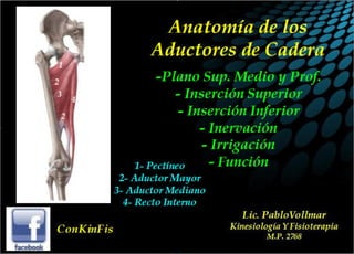 Anatomía Músculos Aductores