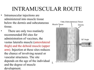 INTRAMUSCULAR ROUTE
• Intramuscular injections are
administered into muscle tissue
below the dermis and subcutaneous
tissue.
• There are only two routinely
recommended IM sites for
administration of vaccines, the
vastus lateralis muscle (anterolateral
thigh) and the deltoid muscle (upper
arm). Injection at these sites reduces
the chance of involving neural or
vascular structures. The site
depends on the age of the individual
and the degree of muscle
development.
 