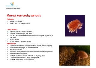 Adult Bee Diseases Varroa
Varroa; varroosis; varrosis
Pathogen
•  Varroa destructor
•  Mite stems from Apis cerana
Characteristics
•  Imported to Europe around 1980
•  Females: button shape, 1,6 mm
•  Males: smaller, short lifespan in the brood cell (mating occurs in
the cell)
•  4 pairs of legs
•  Moves quickly from bee to bee
Reproduction
•  Looks for brood cells for reproduction shortly before capping
•  Suck the haemolymph of brood and bees
•  Transmits viruses
•  In case of heavy infestation there are several mothers per cell
•  Preferencefordronebrood
•  Mother leaves the brood cell with ca.2 young mites
•  Drone brood contains 2 more young mites
•  Mother can survive several broods
 