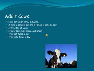 Adult Cows Cows can weigh 1,000-1,200lbs. A male is called a bull and a female is called a cow It lives for 25 years It eats corn, hay, grass, and wheat They eat 40lbs. a day They eat3 times a day 