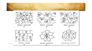 Adulteration and evaluation cognosy subsy