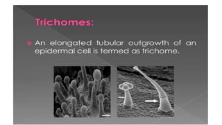 Adulteration and evaluation cognosy subsy