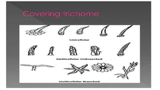 Adulteration and evaluation cognosy subsy