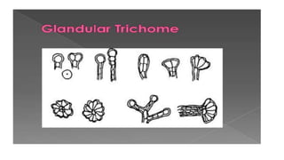 Adulteration and evaluation cognosy subsy