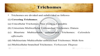 Adulteration and evaluation cognosy subsy