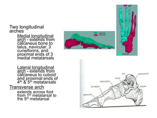Two longitudinal
arches
Medial longitudinal
arch - extends from
calcaneus bone to
talus, navicular, 3
cuneiforms, and
proximal ends of 3
medial metatarsals
Lateral longitudinal
arch - extends from
calcaneus to cuboid
and proximal ends of
4th & 5th metatarsals
Transverse arch
extends across foot
from 1st metatarsal to
the 5th metatarsal
 