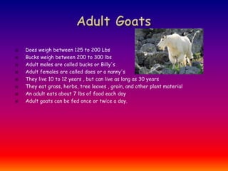Adult Goats Does weigh between 125 to 200 Lbs Bucks weigh between 200 to 300 lbs Adult males are called bucks or Billy's Adult females are called does or a nanny's They live 10 to 12 years , but can live as long as 30 years They eat grass, herbs, tree leaves , grain, and other plant material An adult eats about 7 lbs of food each day Adult goats can be fed once or twice a day. 