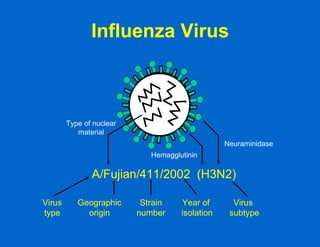 Influenza Virus A/Fujian/411/2002  (H3N2) Neuraminidase Hemagglutinin Type of nuclear material Virus type Geographic origin Strain number Year of  isolation Virus  subtype 