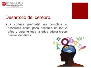 Desarrollo del cerebro.
 La corteza prefrontal no completa su
desarrollo hasta poco después de los 20
años y durante toda la edad adulta crecen
nuevas dendritas
 