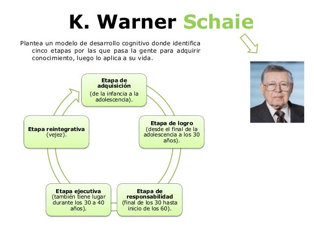 desarrollo cognitivo del adulto joven desarrollo cognitivo del adulto joven