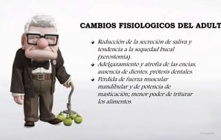 CAMBIOS FISIOLOGICOS DEL ADULT
Reducción de la secreción de saliva y
tendencia a la sequedad bucal
(xerostomía).
Adelgazamiento y atrofia de las encías,
ausencia de dientes, prótesis dentales.
Pérdida de fuerza muscular
mandibular y de potencia de
masticación; menor poder de triturar
los alimentos.
 