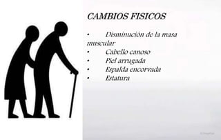 CAMBIOS FISICOS
• Disminución de la masa
muscular
• Cabello canoso
• Piel arrugada
• Espalda encorvada
• Estatura
 