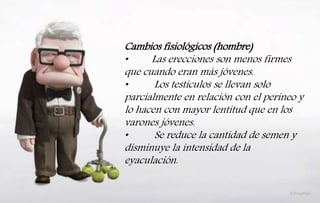 Cambios fisiológicos (hombre)
• Las erecciones son menos firmes
que cuando eran más jóvenes.
• Los testículos se llevan solo
parcialmente en relación con el perineo y
lo hacen con mayor lentitud que en los
varones jóvenes.
• Se reduce la cantidad de semen y
disminuye la intensidad de la
eyaculación.
 