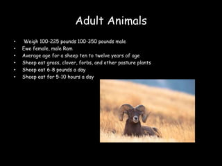 Adult Animals  Weigh 100-225 pounds 100-350 pounds male Ewe female, male Ram Average age for a sheep ten to twelve years of age Sheep eat grass, clover, forbs, and other pasture plants Sheep eat 6-8 pounds a day Sheep eat for 5-10 hours a day 