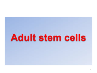 Adult stem cells
14
 