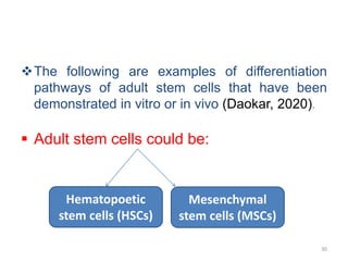 The following are examples of differentiation
pathways of adult stem cells that have been
demonstrated in vitro or in vivo (Daokar, 2020).
 Adult stem cells could be:
30
Hematopoetic
stem cells (HSCs)
Mesenchymal
stem cells (MSCs)
 