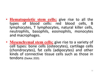 • Hematopoietic stem cells; give rise to all the
types of blood cells: red blood cells, B
lymphocytes, T lymphocytes, natural killer cells,
neutrophils, basophils, eosinophils, monocytes
and macrophages.
• Mesenchymal stem cells; give rise to a variety of
cell types: bone cells (osteocytes), cartilage cells
(chondrocytes), fat cells (adipocytes) and other
kinds of connective tissue cells such as those in
tendons (Daokar, 2020).
32
 