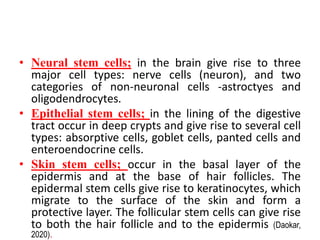 • Neural stem cells; in the brain give rise to three
major cell types: nerve cells (neuron), and two
categories of non-neuronal cells -astroctyes and
oligodendrocytes.
• Epithelial stem cells; in the lining of the digestive
tract occur in deep crypts and give rise to several cell
types: absorptive cells, goblet cells, panted cells and
enteroendocrine cells.
• Skin stem cells; occur in the basal layer of the
epidermis and at the base of hair follicles. The
epidermal stem cells give rise to keratinocytes, which
migrate to the surface of the skin and form a
protective layer. The follicular stem cells can give rise
to both the hair follicle and to the epidermis (Daokar,
2020).
 