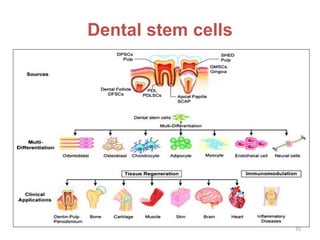 Dental stem cells
35
 