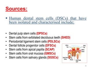 Sources:
 Human dental stem cells (DSCs) that have
been isolated and characterised include;
• Dental pulp stem cells (DPSCs)
• Stem cells from exfoliated deciduous teeth (SHED)
• Periodontal ligament stem cells (PDLSCs)
• Dental follicle progenitor cells (DFSCs)
• Stem cells from apical papilla (SCAP)
• Stem cells from oral mucosa (GMSCs)
• Stem cells from salivary glands (SGSCs)
36
 
